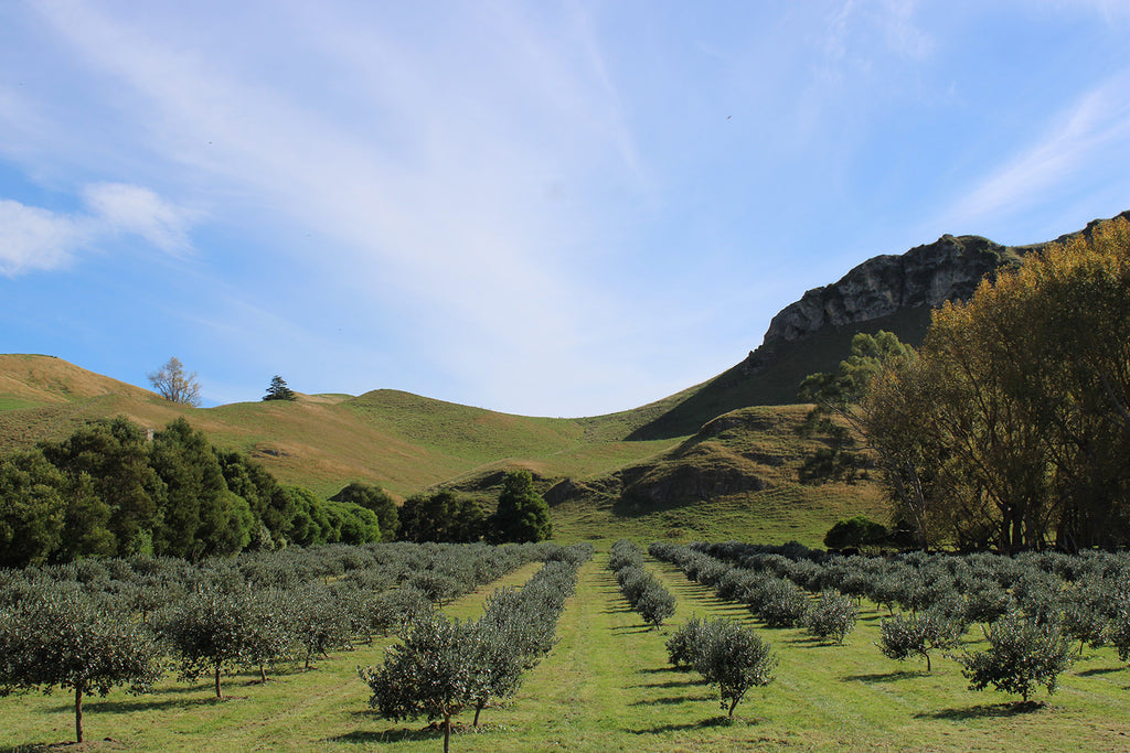 Bringing you the taste of feijoa